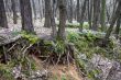 Tree trunks and tree roots in a leafless forest