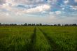 Field road against the cloudy sky 