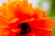 Closeup of the blooming red poppy flower