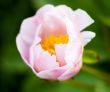 Pale pink peony flower