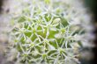 Blooming white ornamental onion (Allium)