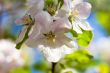 Close up of the apple tree flowers