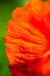 Closeup of the petals of the blooming red  flower