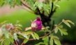 Pink peony flower bud with drops of dew