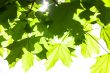 Green maple leaves in the sunshine