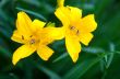 Closeup of the blooming yellow lily flowers