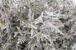 Coniferous branches covered with hoarfrost