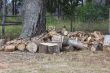 Oak wood cuttings