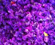 Purple petals - Bali