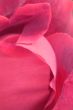 red mauve