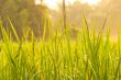 Sunlight morning dew on the field.