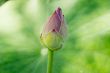 Lotus flower on natural background.