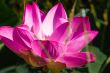 Pink lotus bloom in the morning.